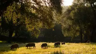 Pigs on a dehesa surrounding Jabugo in Andalusia, Spain