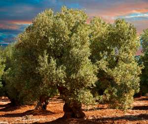 Puglia olive tree; photograph by funkyfood London – Paul Williams/Alamy